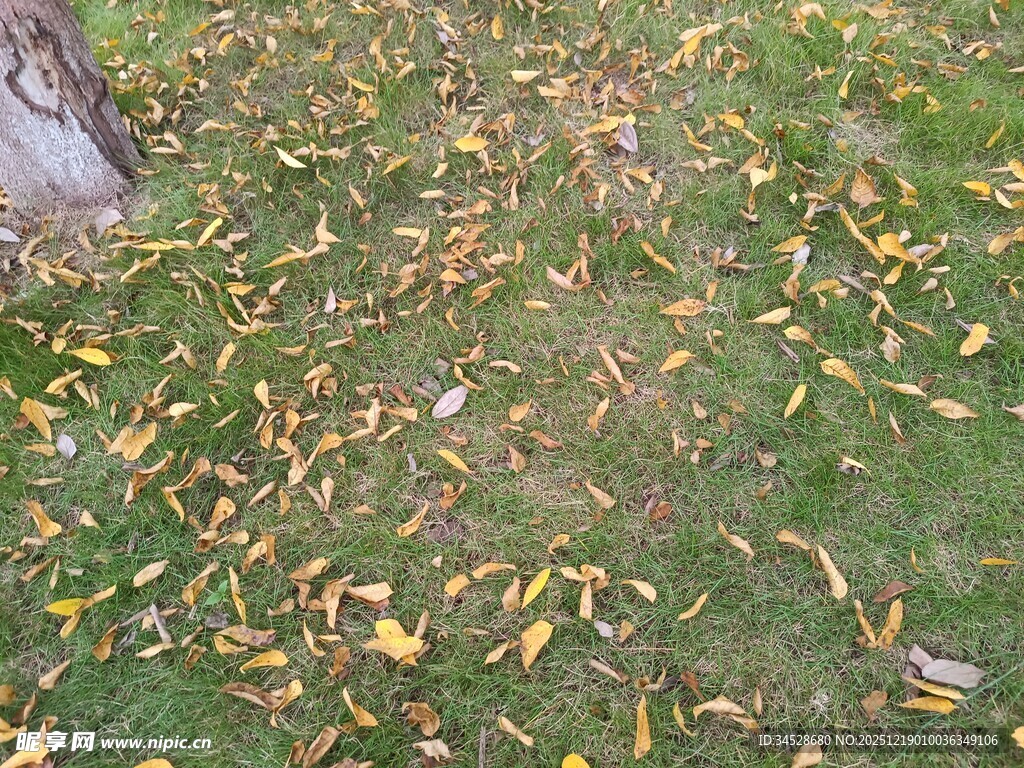 草地上散落的斑斓秋叶