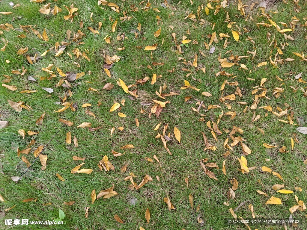 草地上的散落黄叶