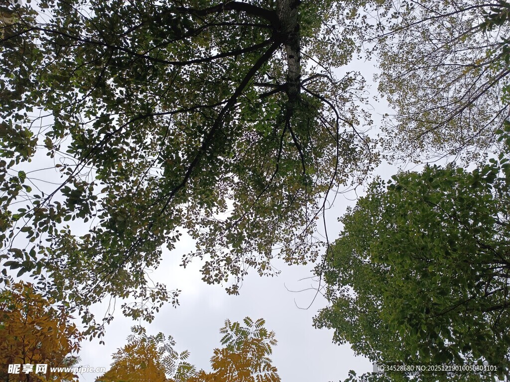 仰视秋日树林树梢景象