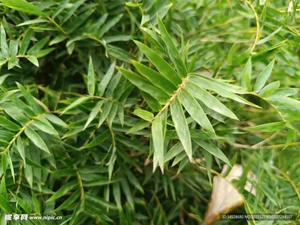 翠绿羽状叶片植物特写