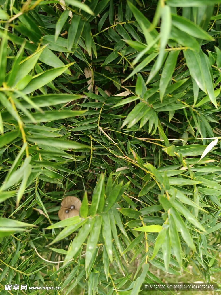 翠绿竹叶与繁茂枝叶景象