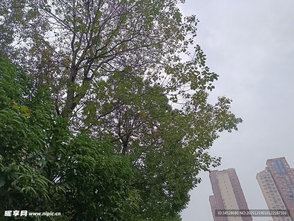 城市中繁花盛开的绿树