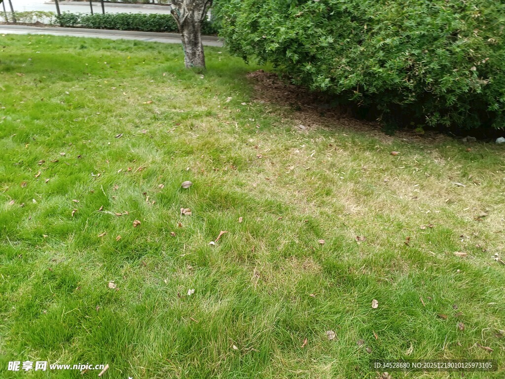 草坪局部枯黄景象