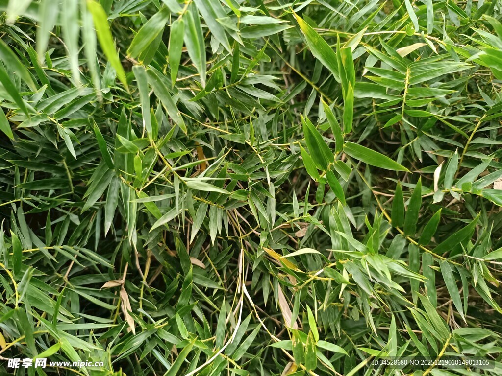 翠绿繁茂的丛生竹子