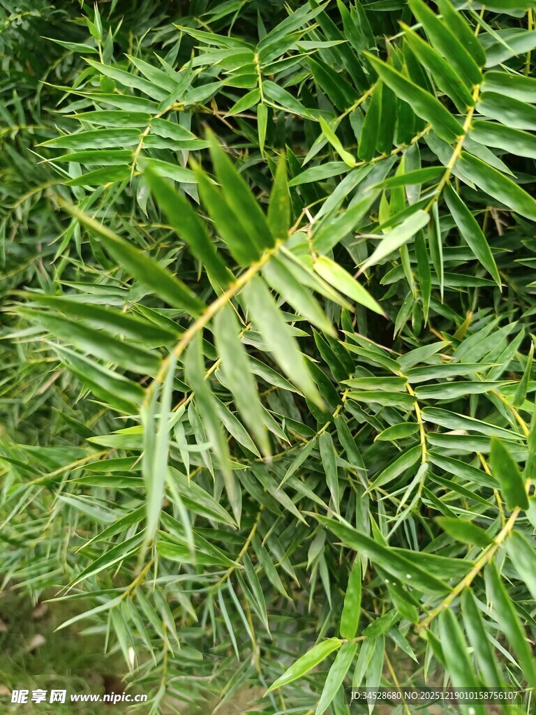 翠绿的羽状叶片植物