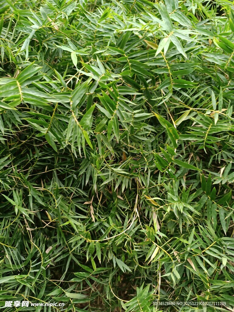 翠绿繁茂的青草景观