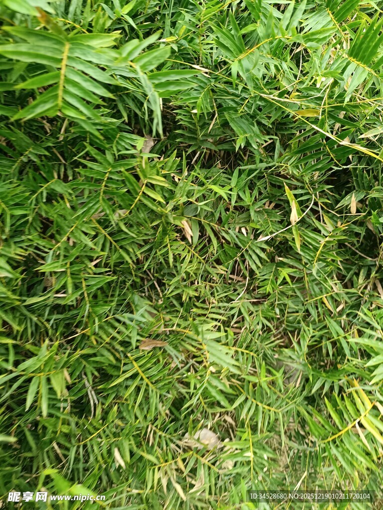 茂密的绿色植物景观