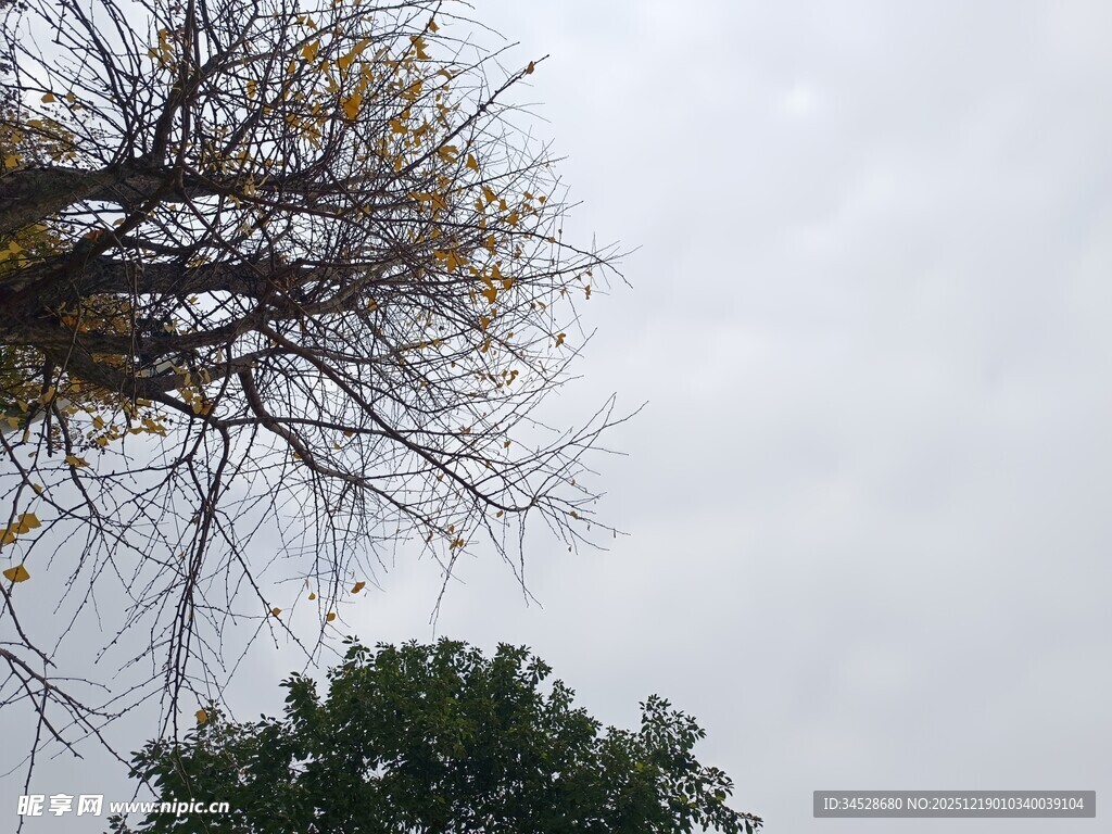 枯树与绿树映衬的天空