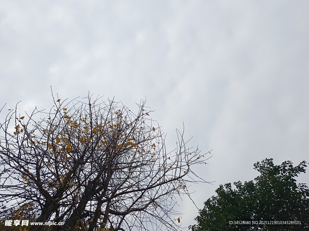 秋日枯树与葱郁树木对比