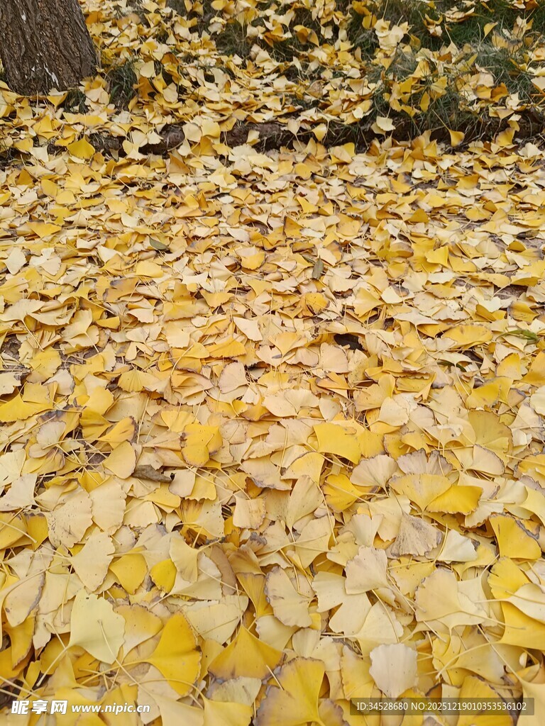 金黄银杏叶铺满地面