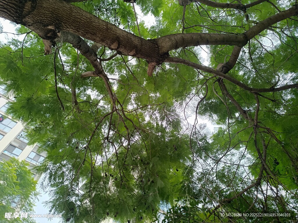 仰视茂密繁茂的绿荫树冠