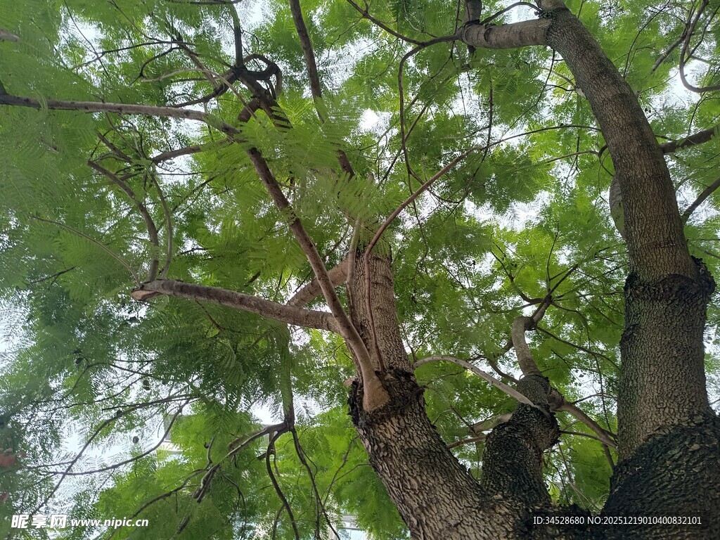 仰视繁茂大树树冠