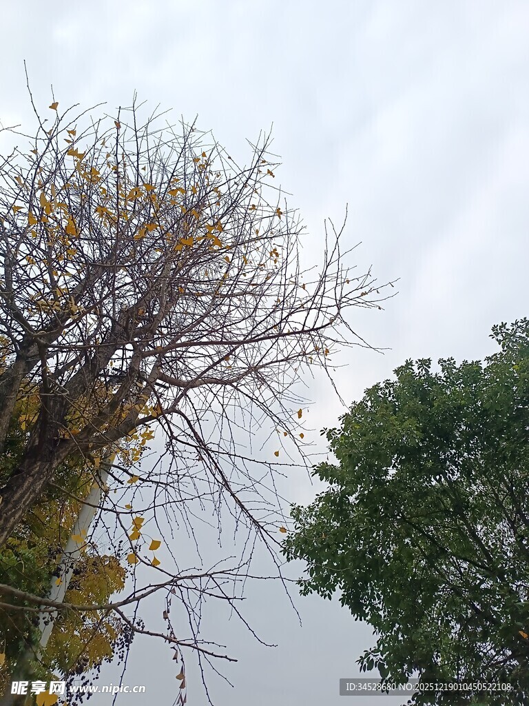 秋日枯树与葱郁绿树对比