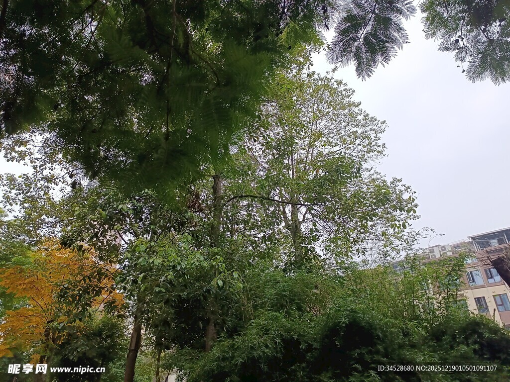 绿树环绕中的建筑一角