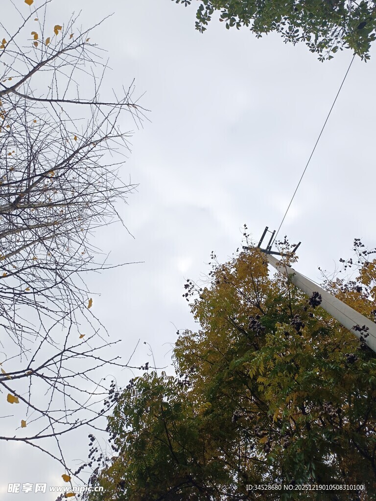 秋日树梢与天空景象