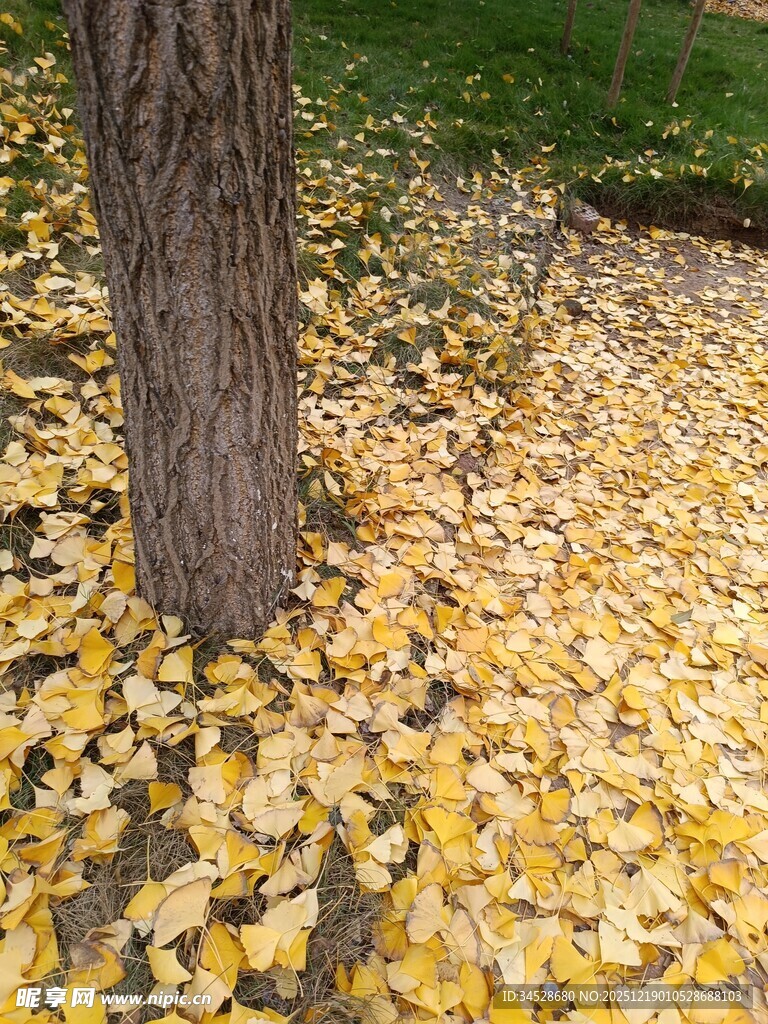 树下金黄银杏叶铺满地