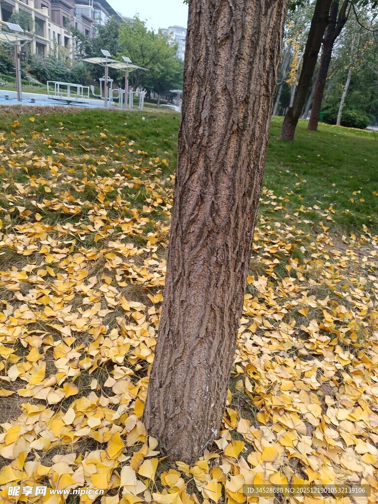 秋日树下金黄落叶美景