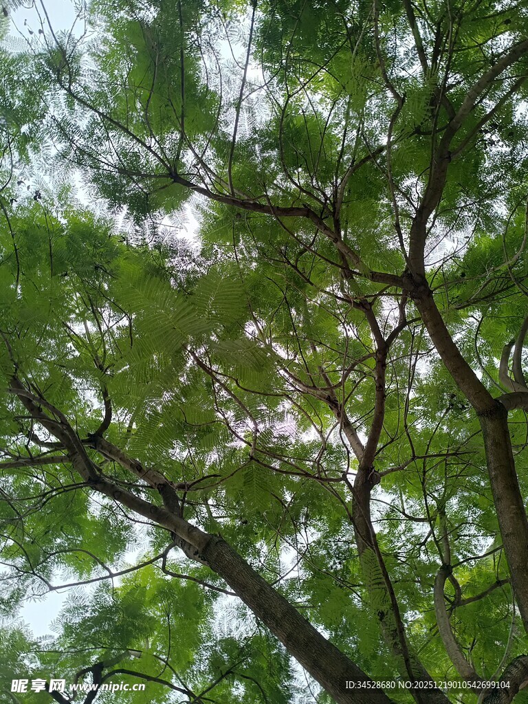 仰视茂密枝叶的翠绿树冠