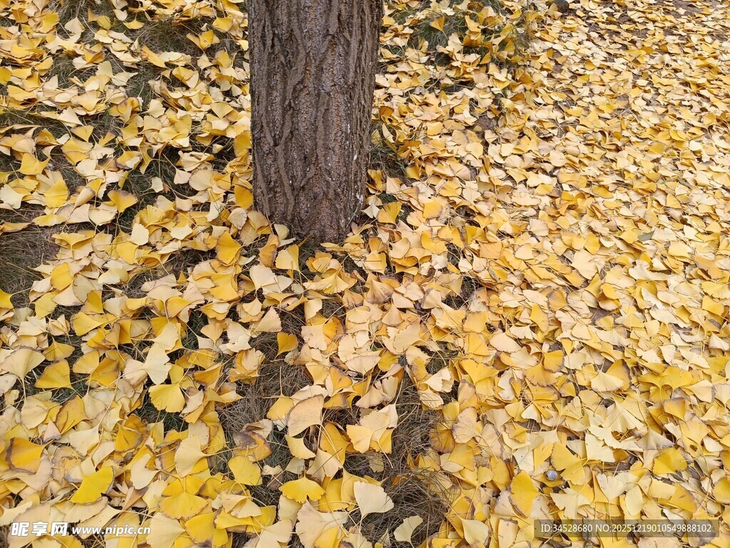 树下金黄银杏叶美景