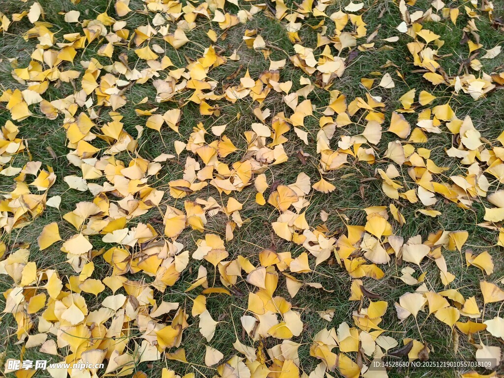 金黄落叶铺就秋日美景