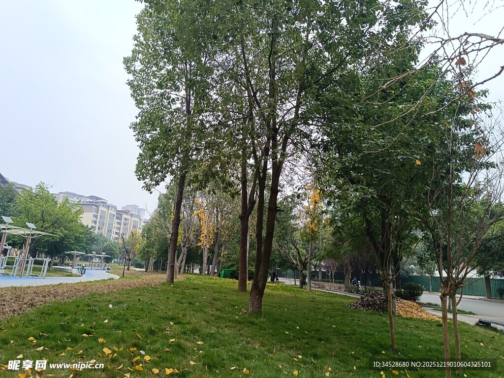 秋日公园树林美景