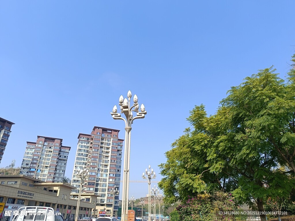 城市街景中的绿树与高楼