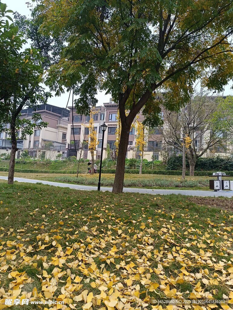 秋日公园落叶美景