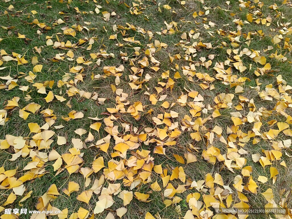 秋日落叶铺满地面的美景