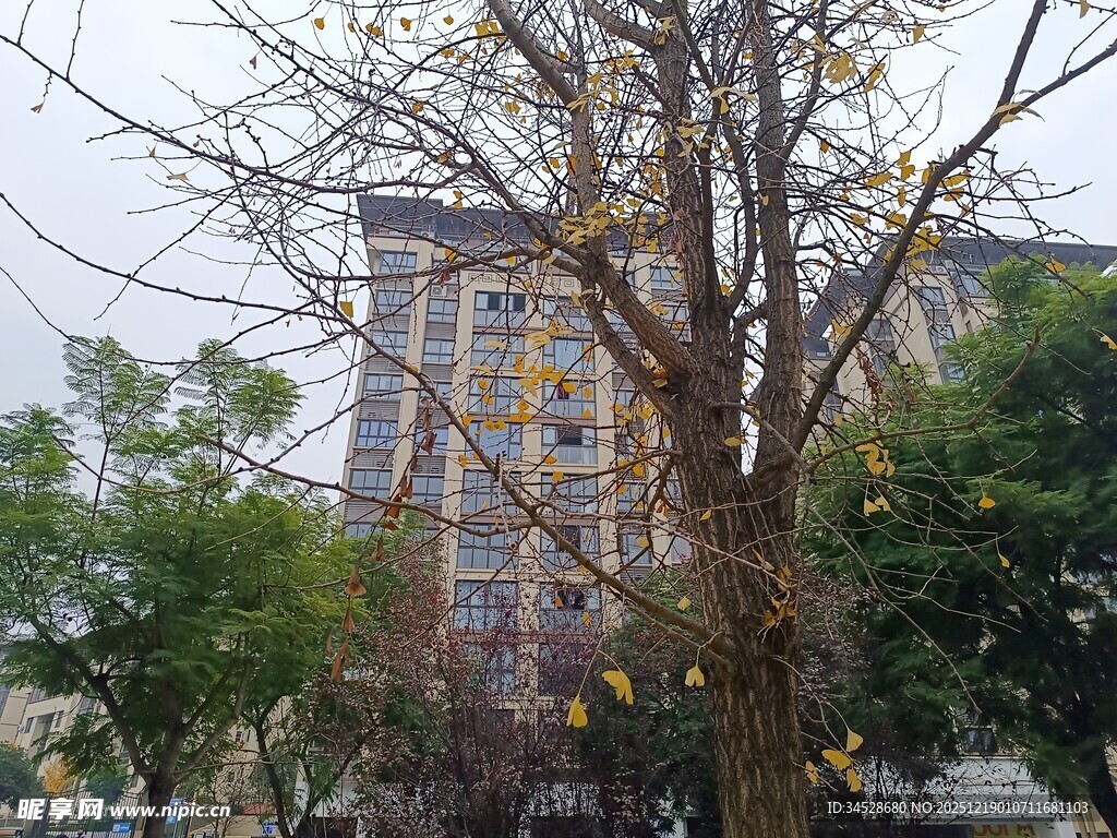 秋日树木与背后建筑景观