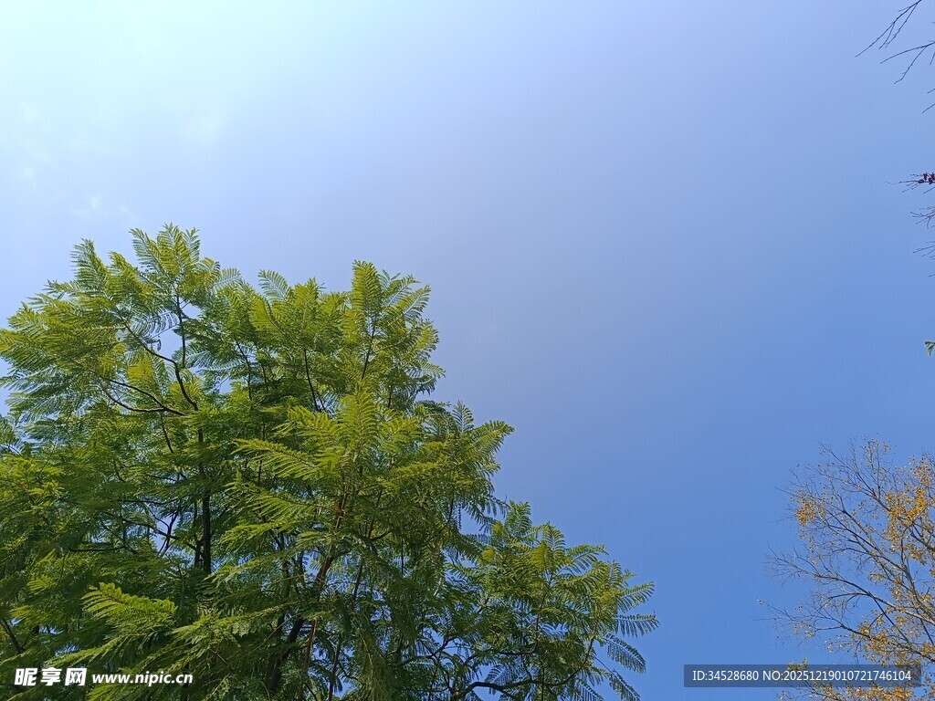 蓝天绿树的清新景致