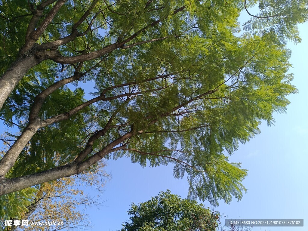 仰视葱郁树木与蓝天