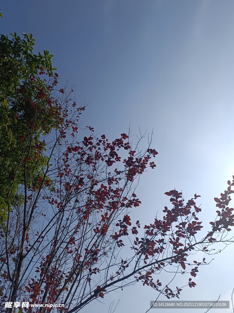 蓝天映衬下的红枝绿叶