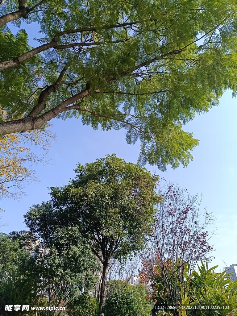 绿树蓝天的户外景致