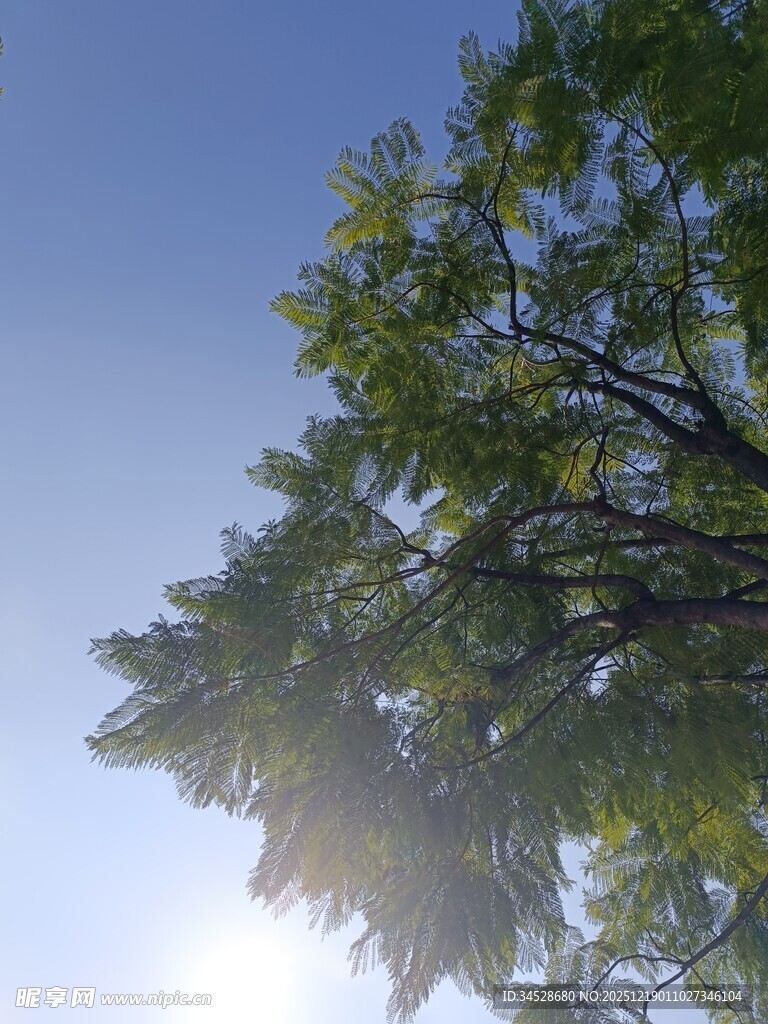 仰观绿树蓝天阳光