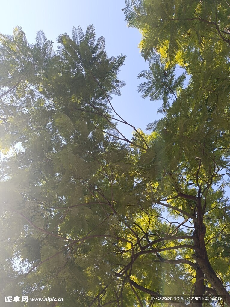 阳光透过枝叶的清新景象