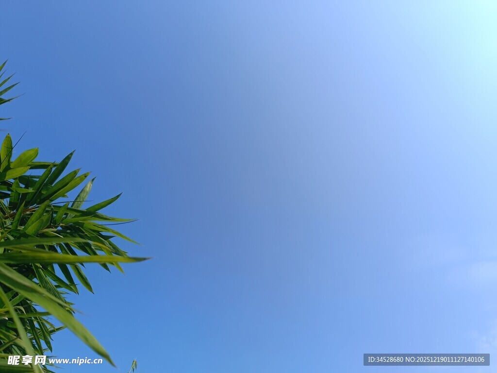 蓝天映衬下的翠绿竹叶