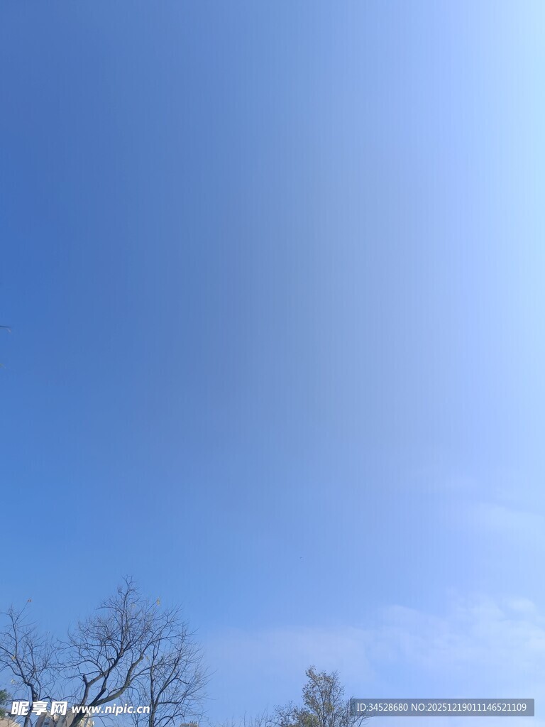 晴朗蓝天与光秃树木