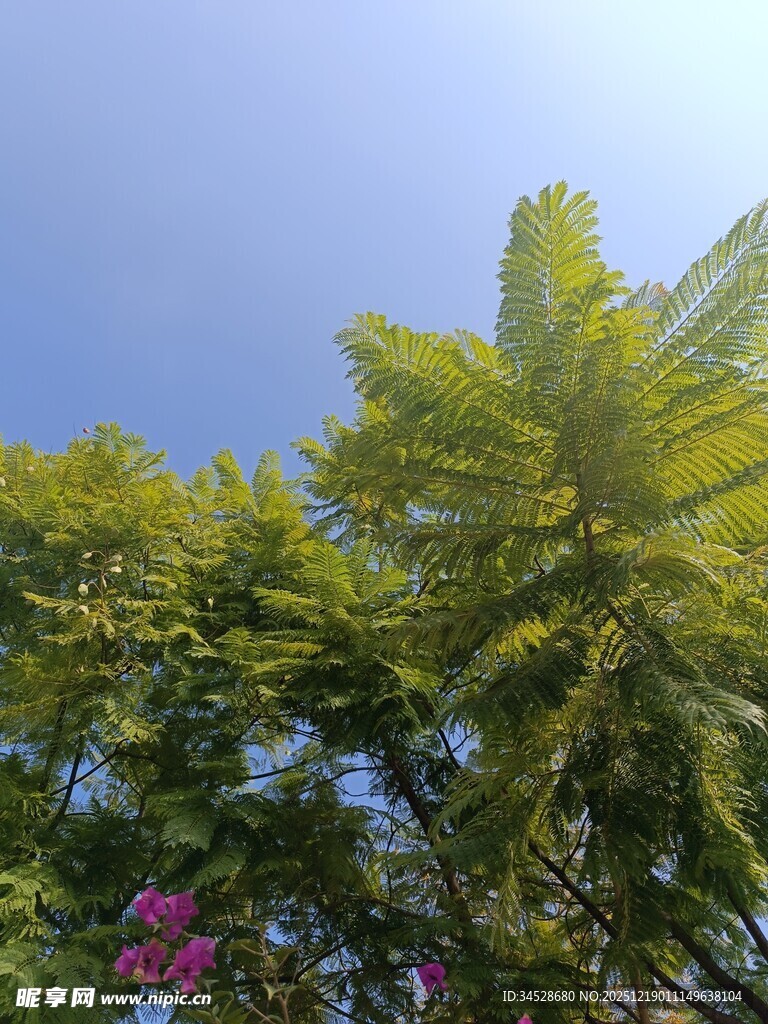 蓝天绿叶下的繁茂植物