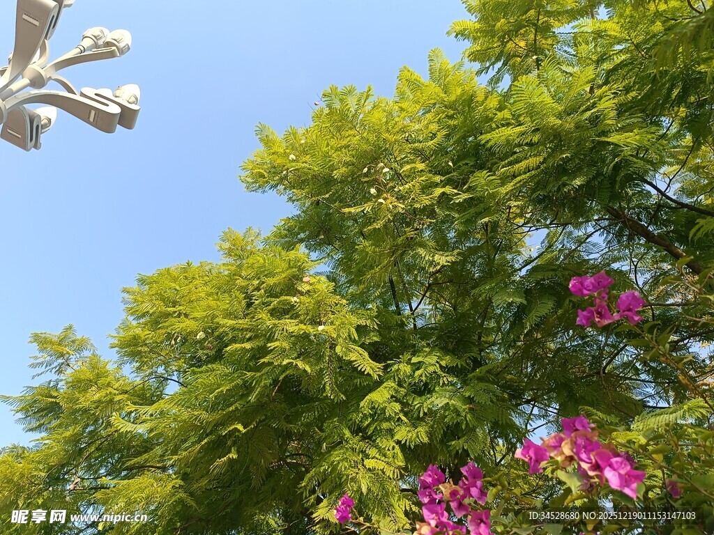 蓝天绿树间的艳丽繁花