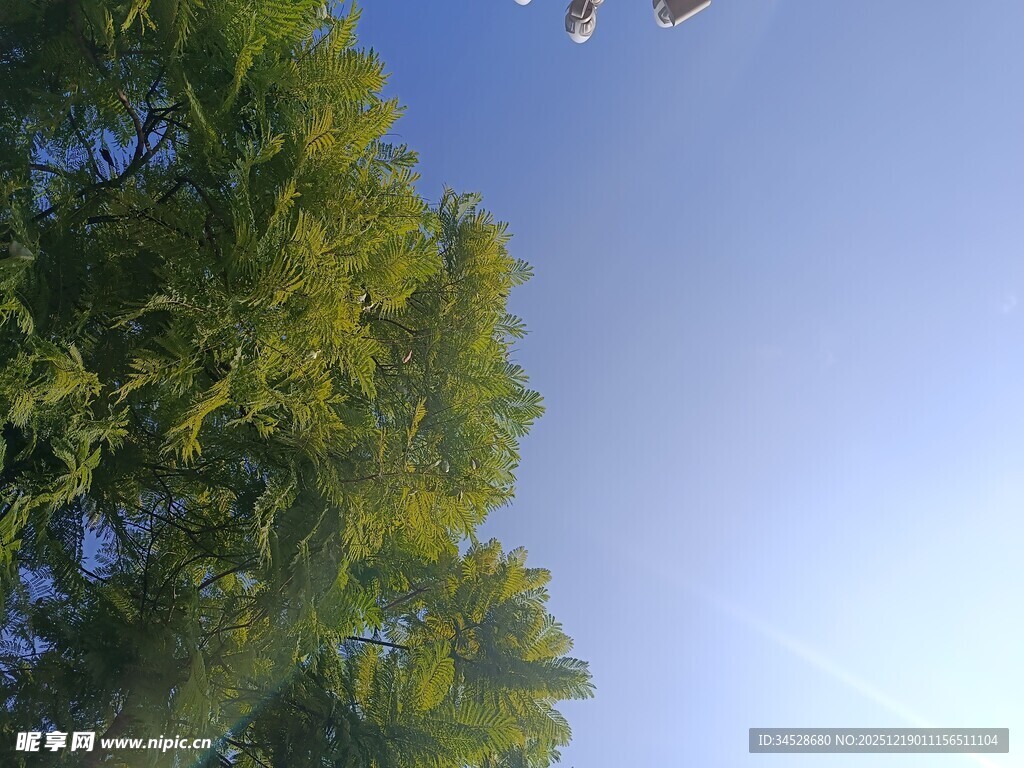 仰望蓝天绿树间飞鸟