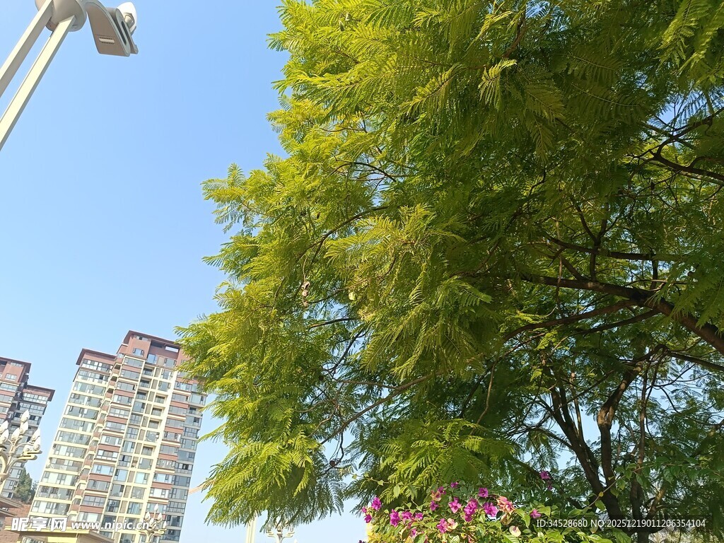 城市中葱郁树木与高楼