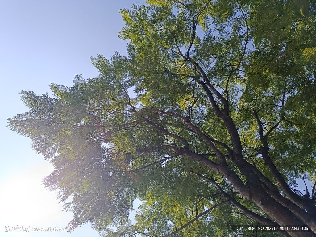 阳光透过树叶的绿意景象