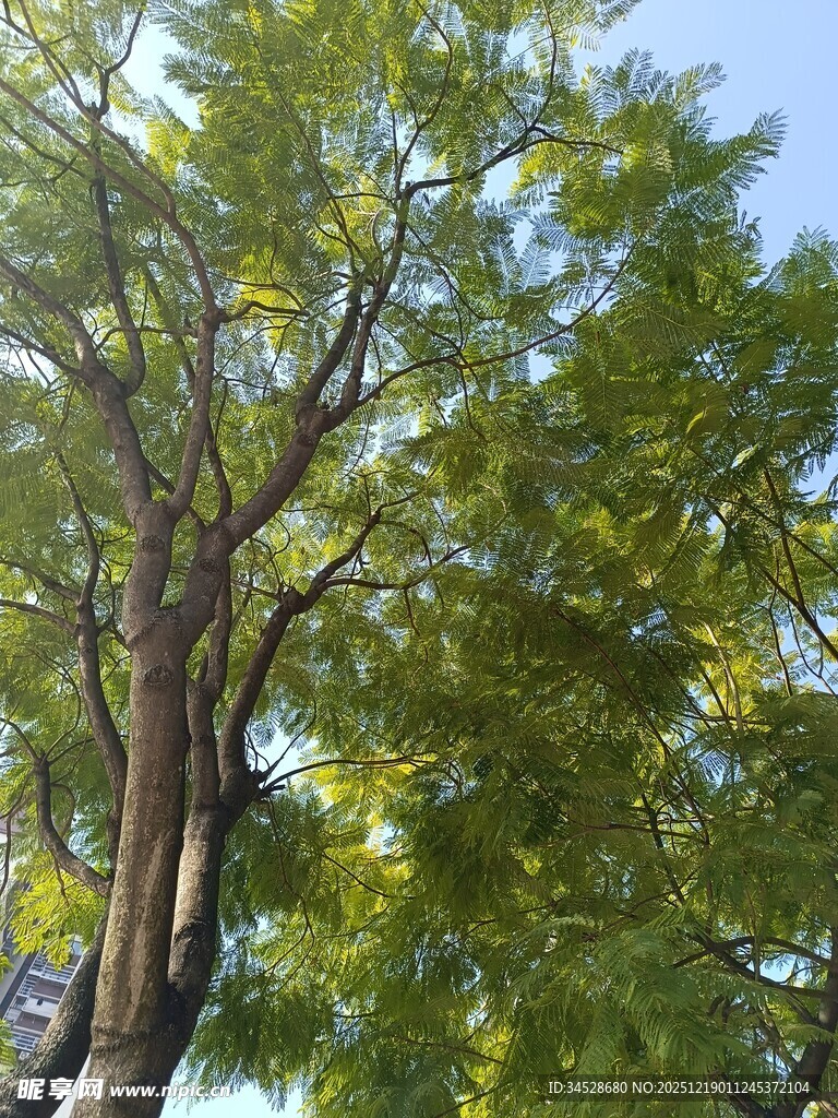 夏日繁茂绿树蓝天景象