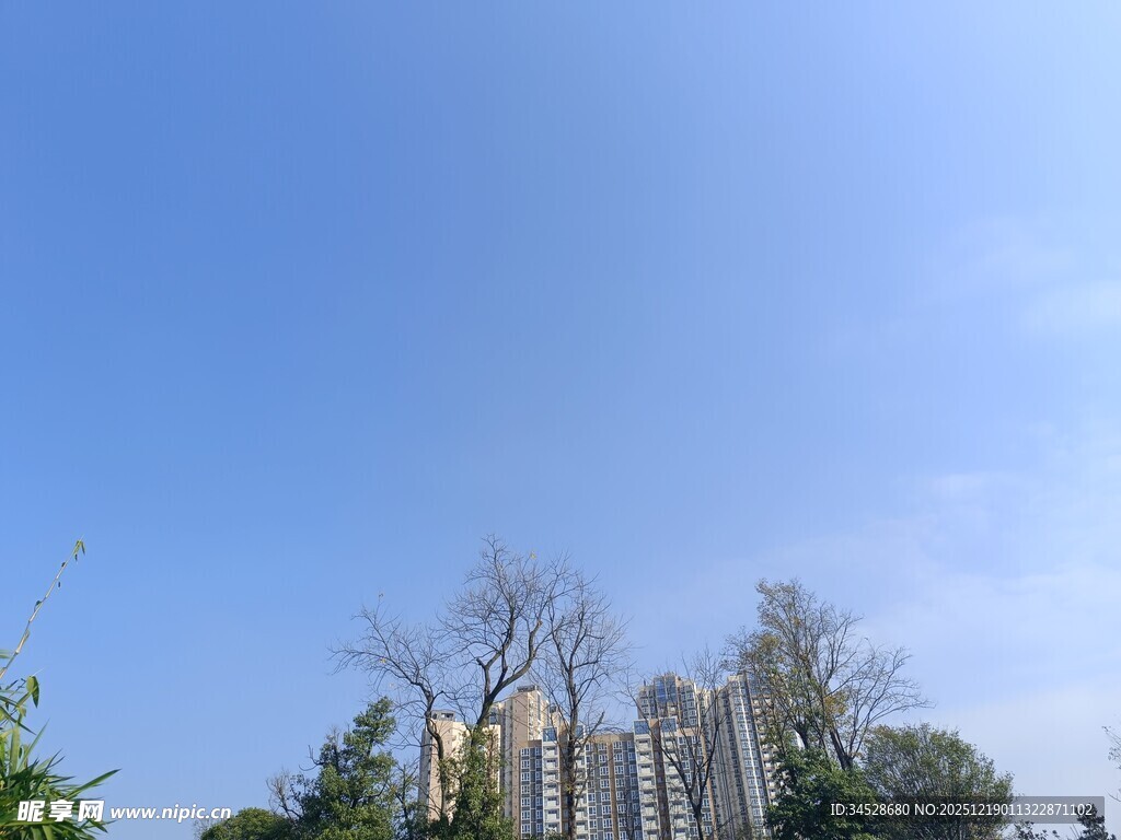 蓝天之下的树木景观