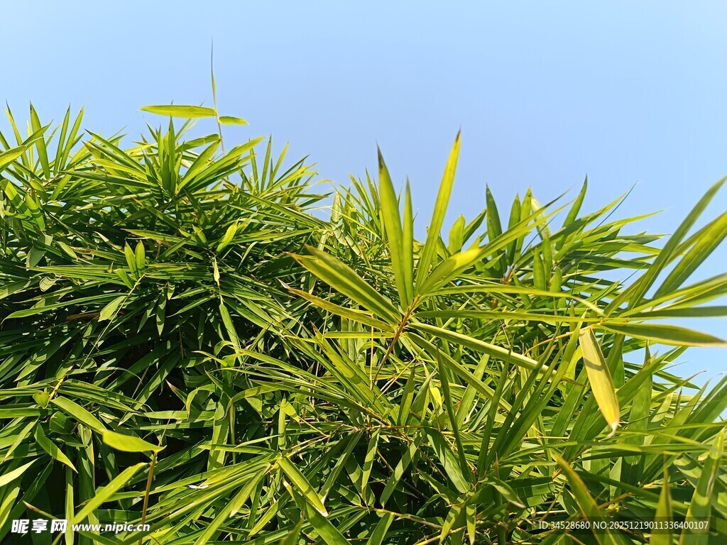 翠绿竹叶映蓝天