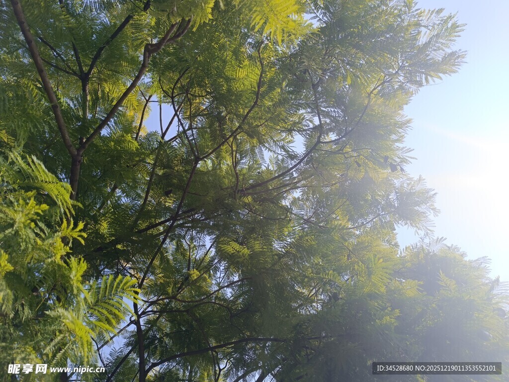 阳光透过枝叶的清新景象