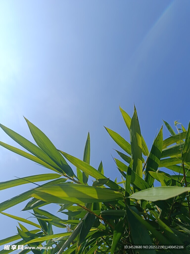 阳光下的翠绿竹叶