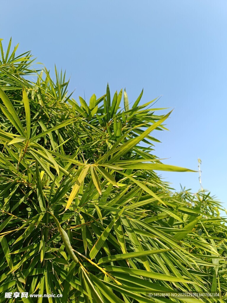 翠绿竹叶映蓝天