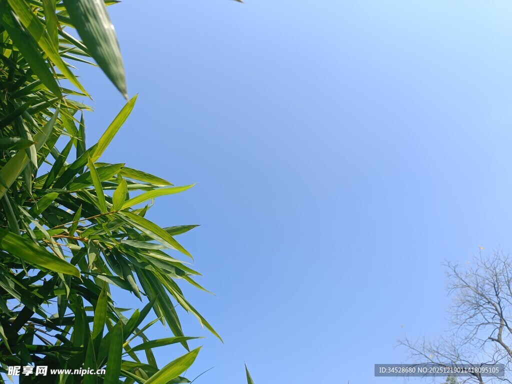 蓝天映衬下的翠绿竹叶