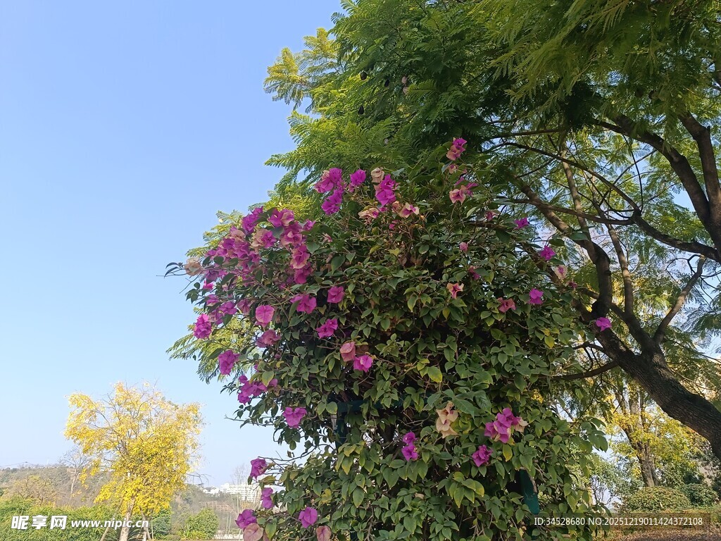 繁花绿树装点的美丽景致